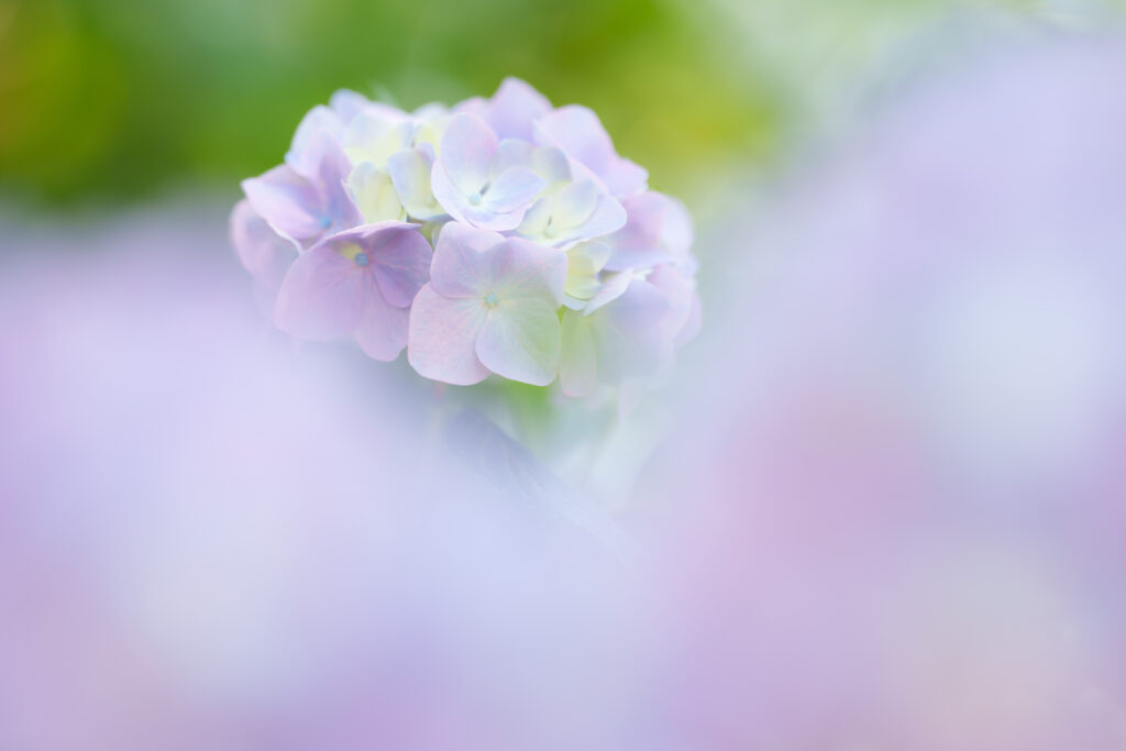 135mm単焦点で撮影した紫陽花