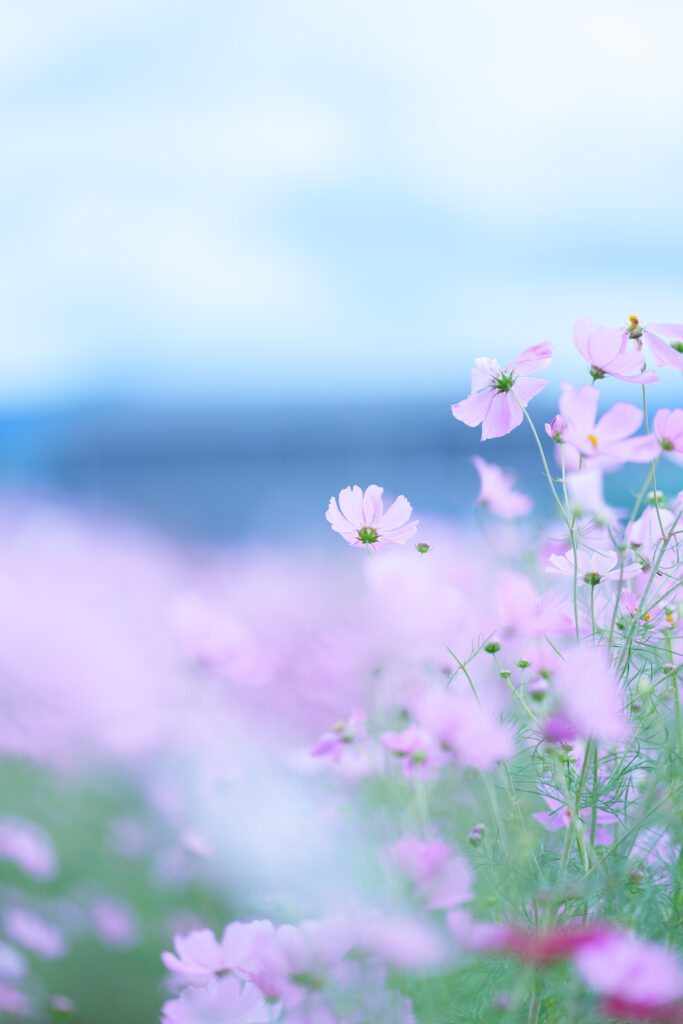 コスモスのはな