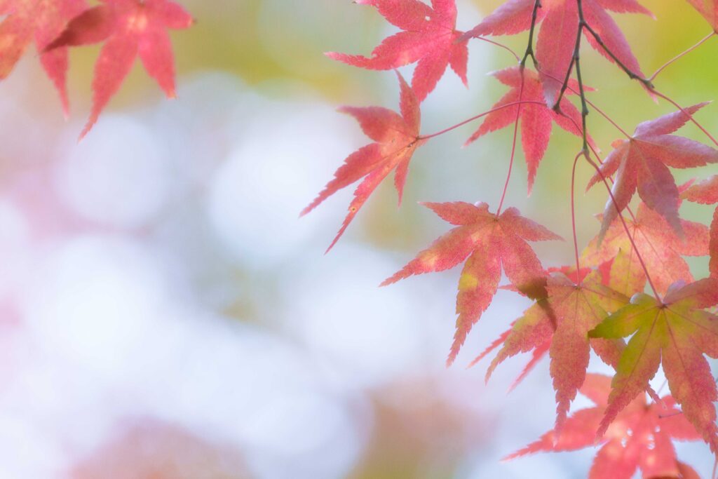 望遠ズームレンズで紅葉の葉っぱを撮影