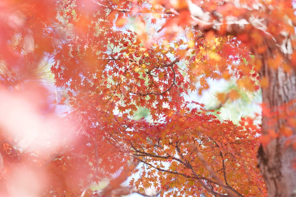広角レンズで撮影した紅葉