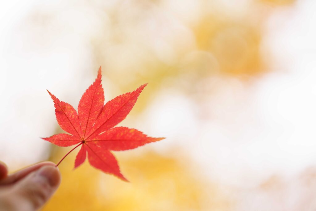 一枚の紅葉。背景がボケて主題がくっきり