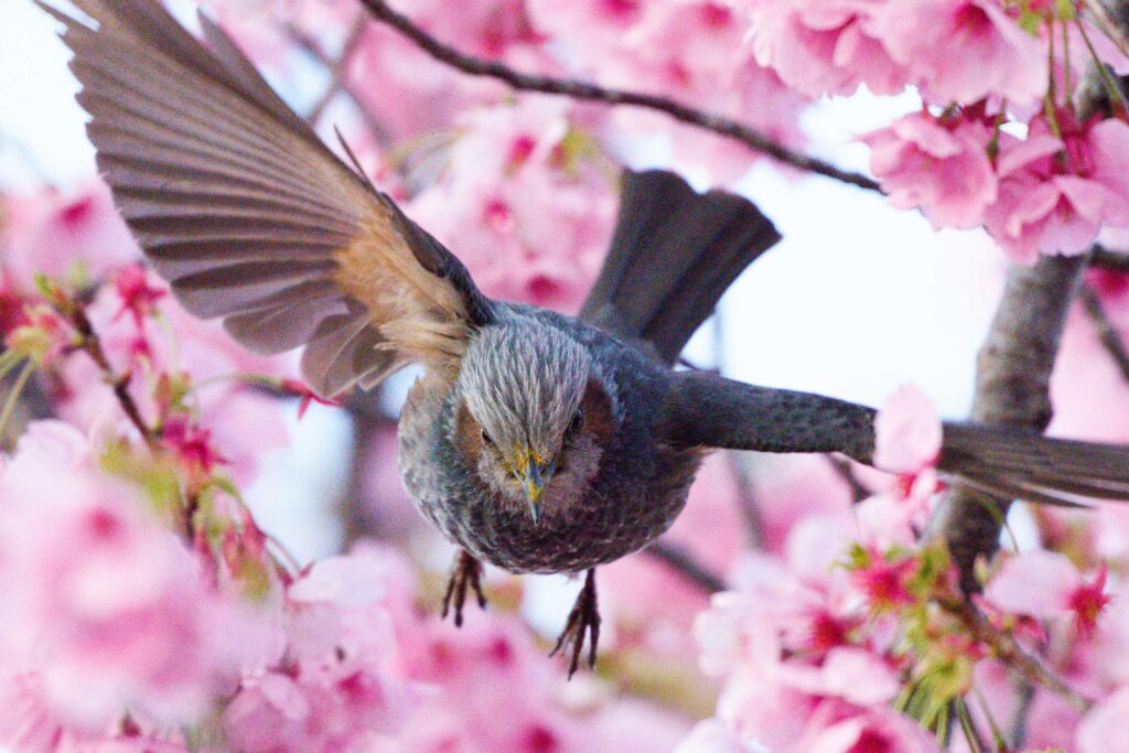 ISOをあげてノイズが乗った写真