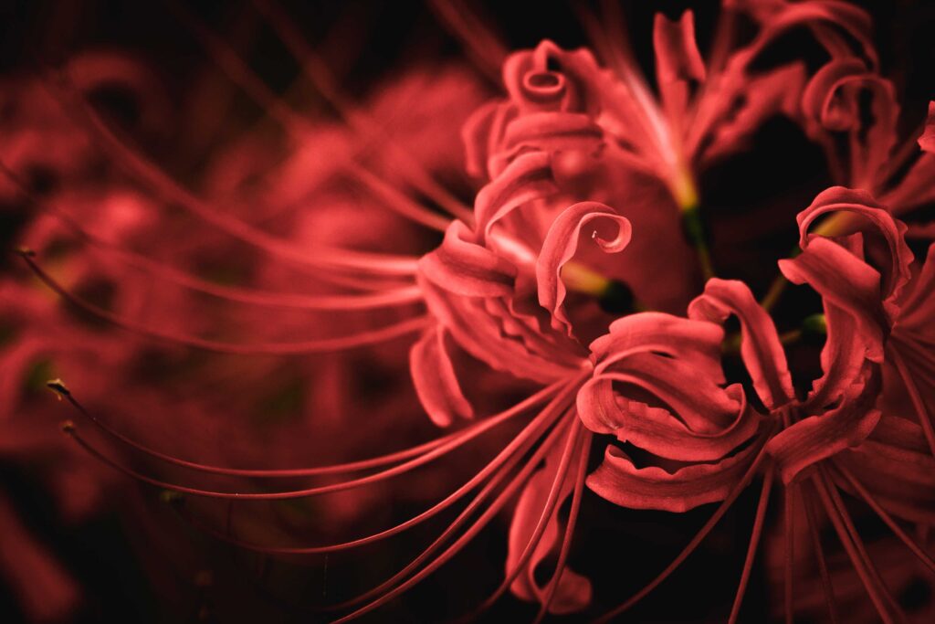 彼岸花の花びら。135mmの中望遠で横から撮影。クローズアップ。