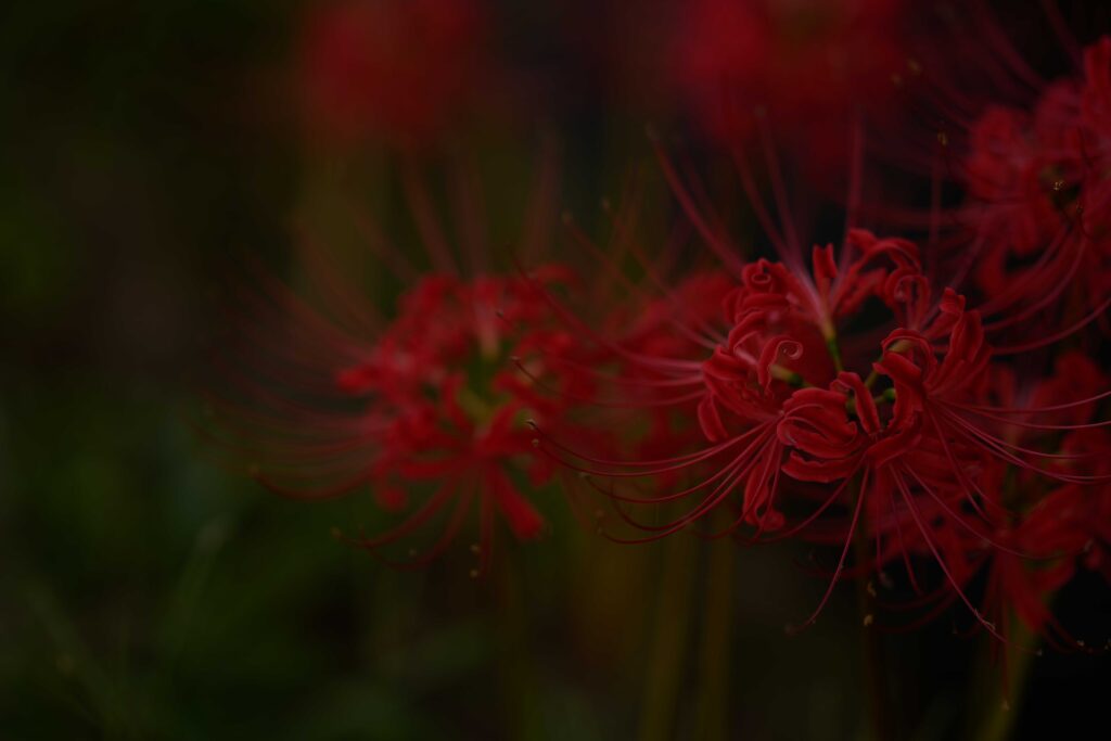 135mmのレンズで撮影した彼岸花。レタッチ前の画像。ここから現像・レタッチしていく。