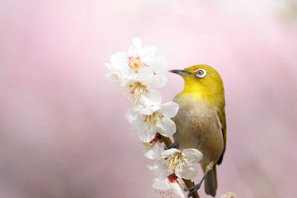 超望遠レンズで撮影した野鳥
