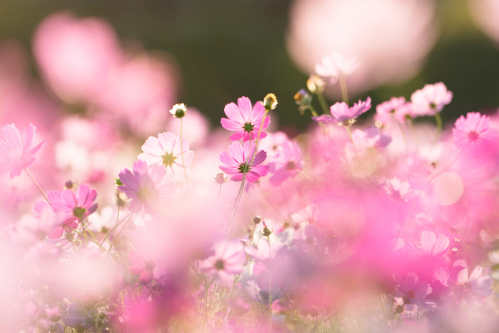 ズームレンズで撮影した花