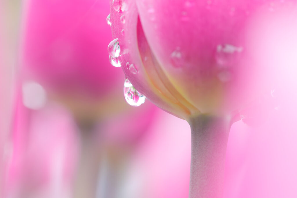 マクロレンズで撮影したチューリップ