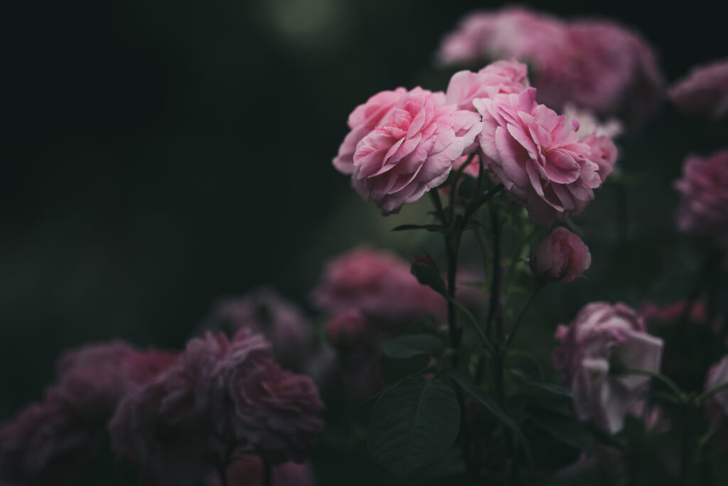 薔薇のレタッチ。完成版