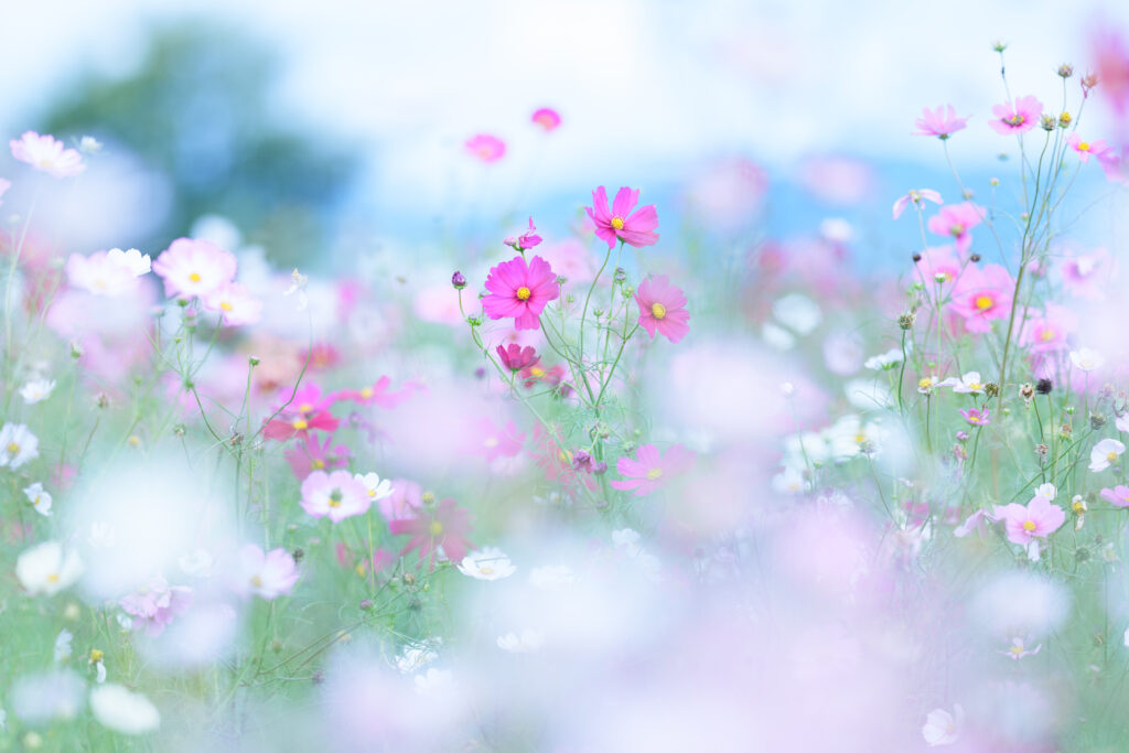 コスモスの写真。トーンカーブで明るさ調整