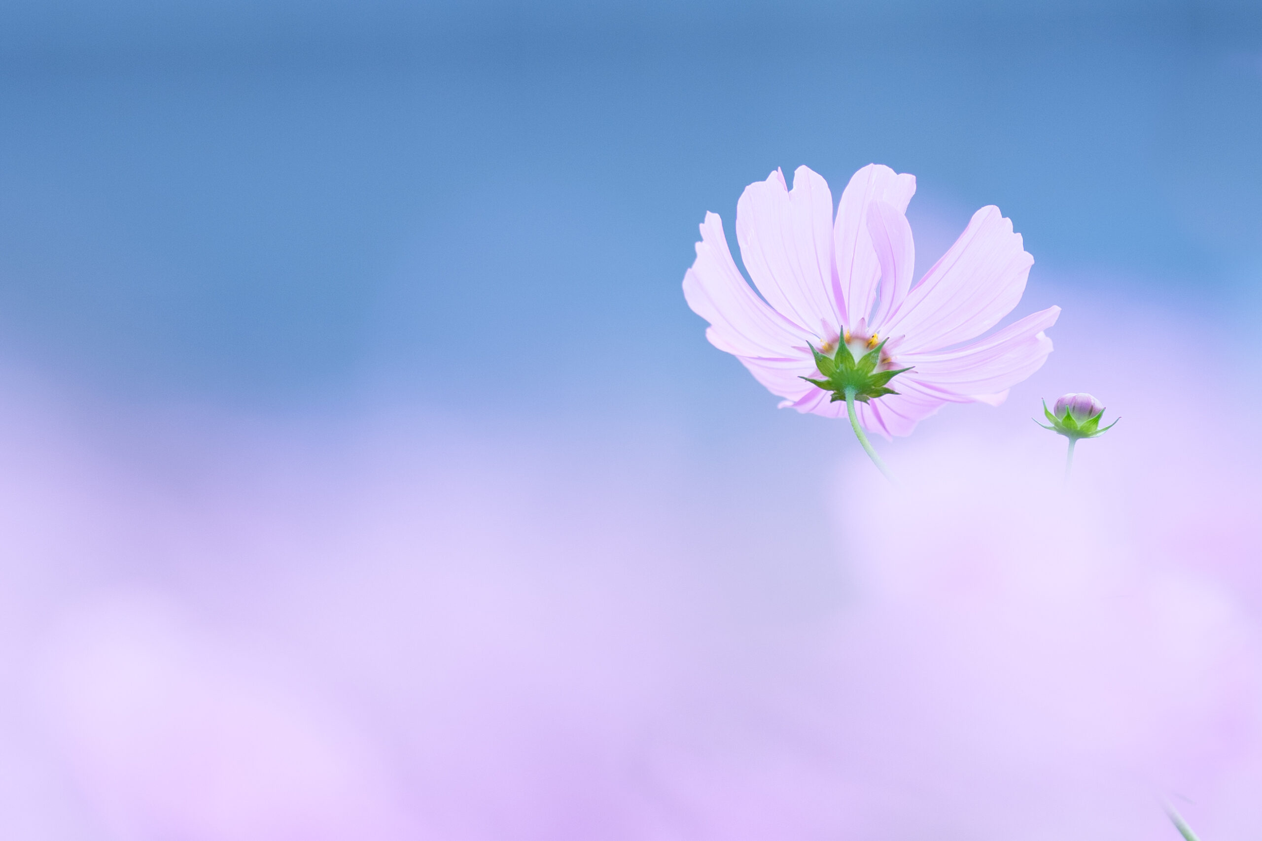 花の作品3