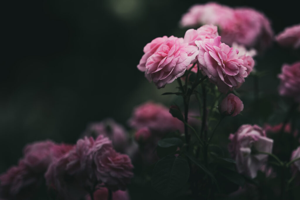 薔薇のレタッチ。円形フィルター1