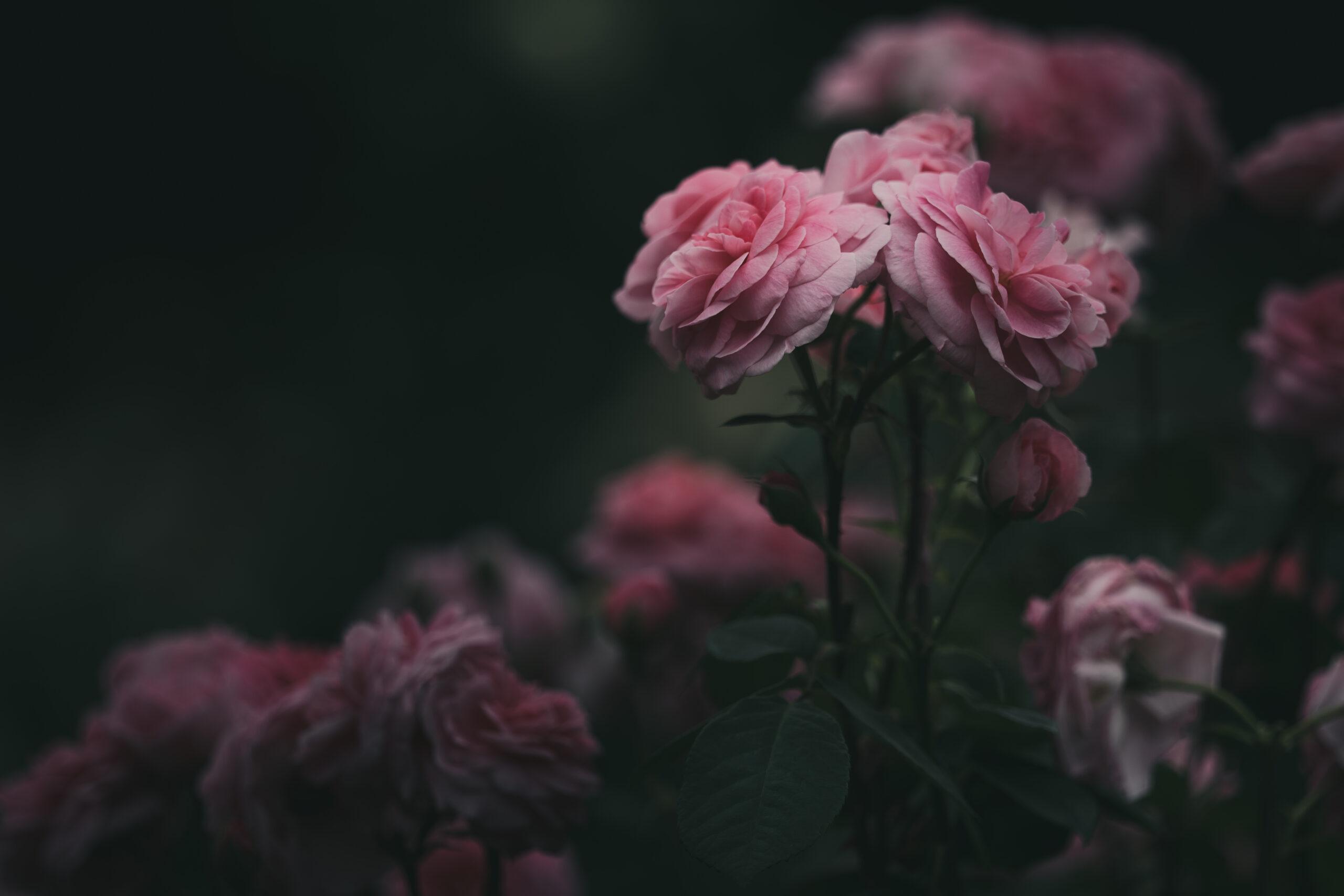 花の作品10