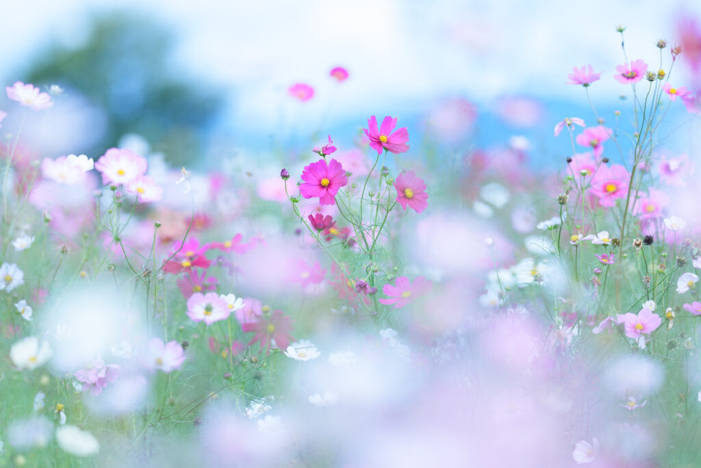 コスモスの写真。ホワイトバランスをブルー寄りに、色被り補正でマゼンダ追加してふんわり感アップ