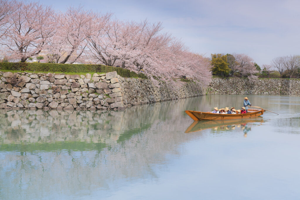 桜リフレクション