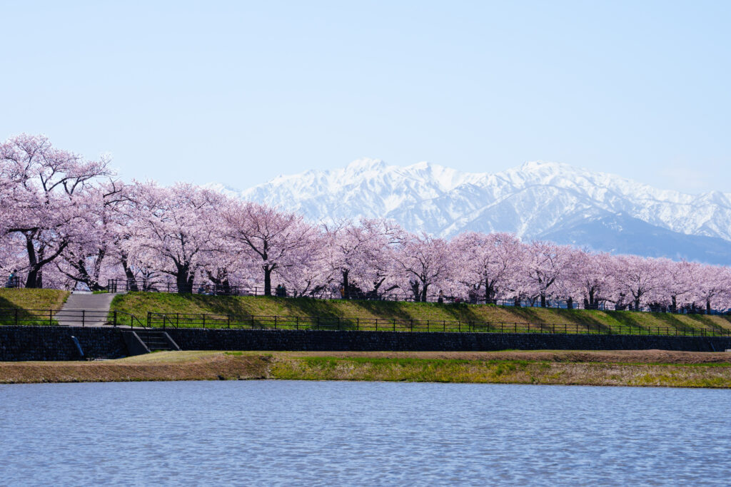 桜の風景