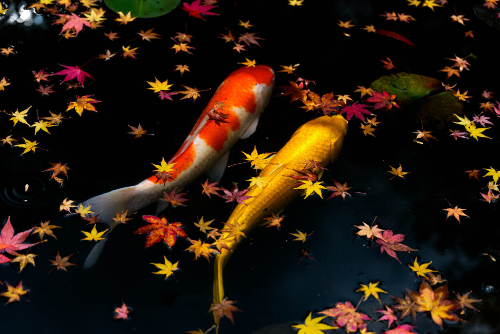 FE 20-70mm F4 G SEL2070Gの作例