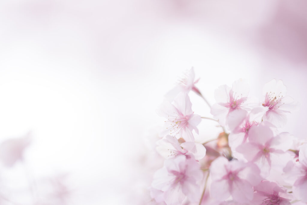 逆光で撮影した桜