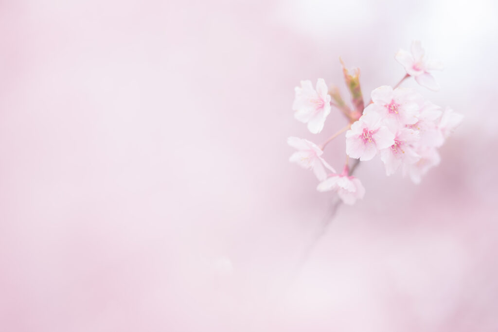 前ボケでふんわり撮影した桜