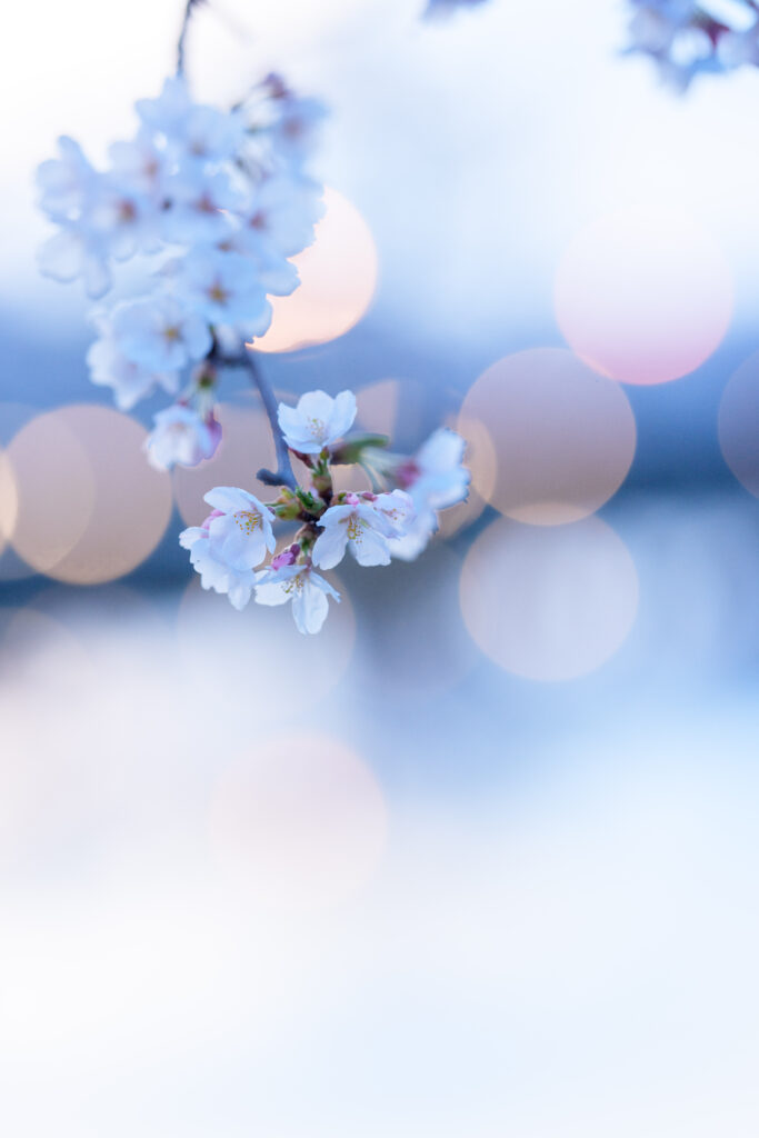 車のライトを使って玉ボケと桜を撮影