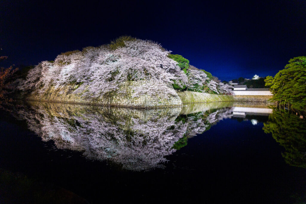 夜桜リフレクション