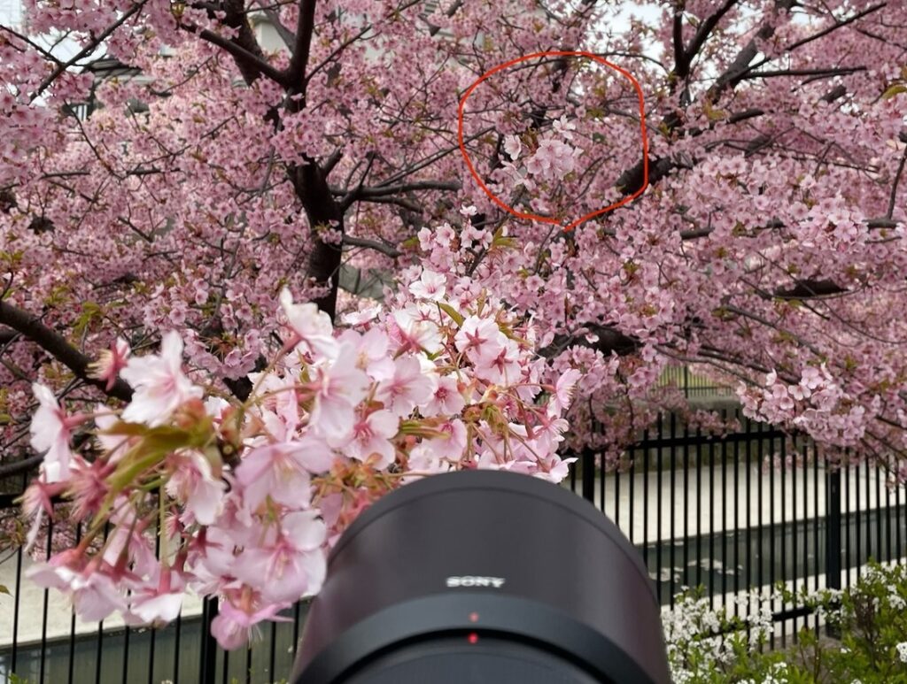 桜撮影での前ボケの作り方