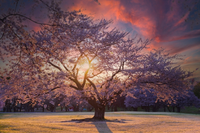 桜と夕焼け
