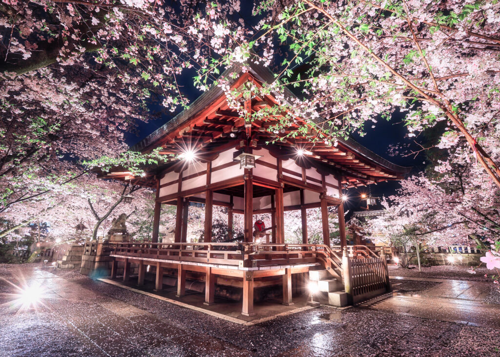 夜桜