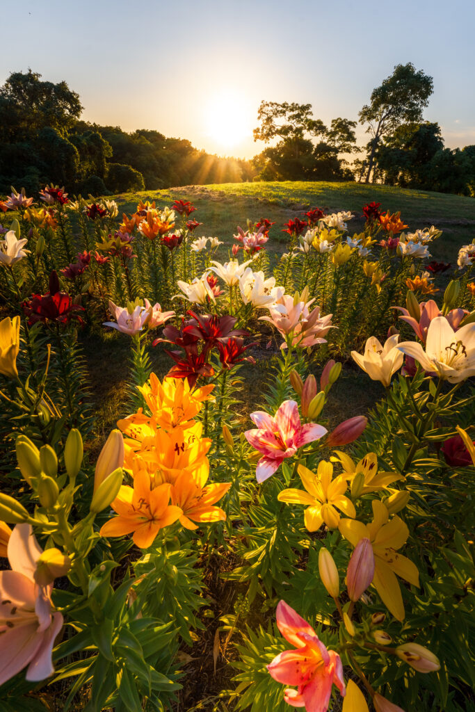 夕焼けの百合の花