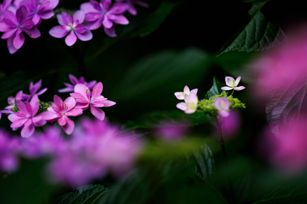 135mm単焦点で撮影した紫陽花