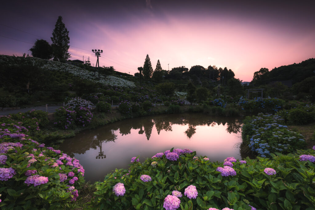 紫陽花の夕焼け風景