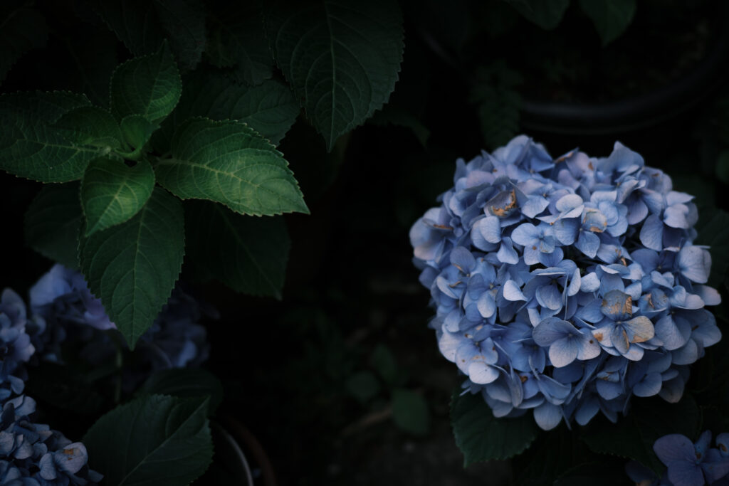 紫陽花