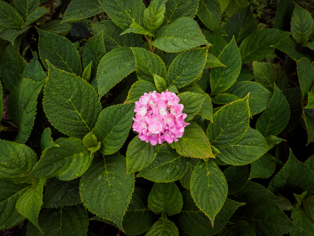 紫陽花