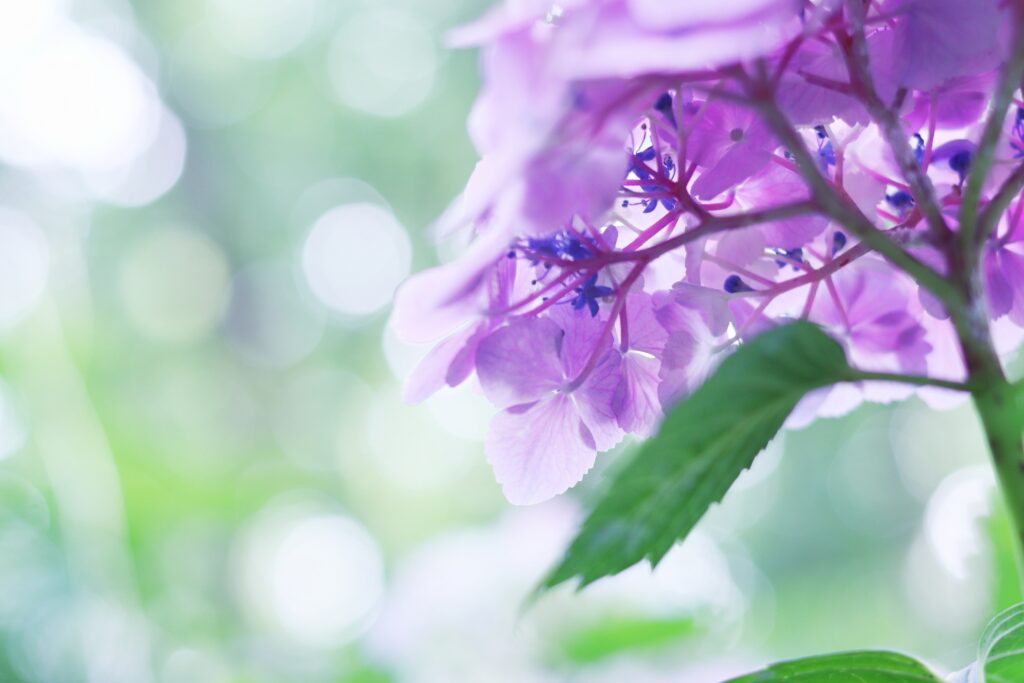 逆光の紫陽花