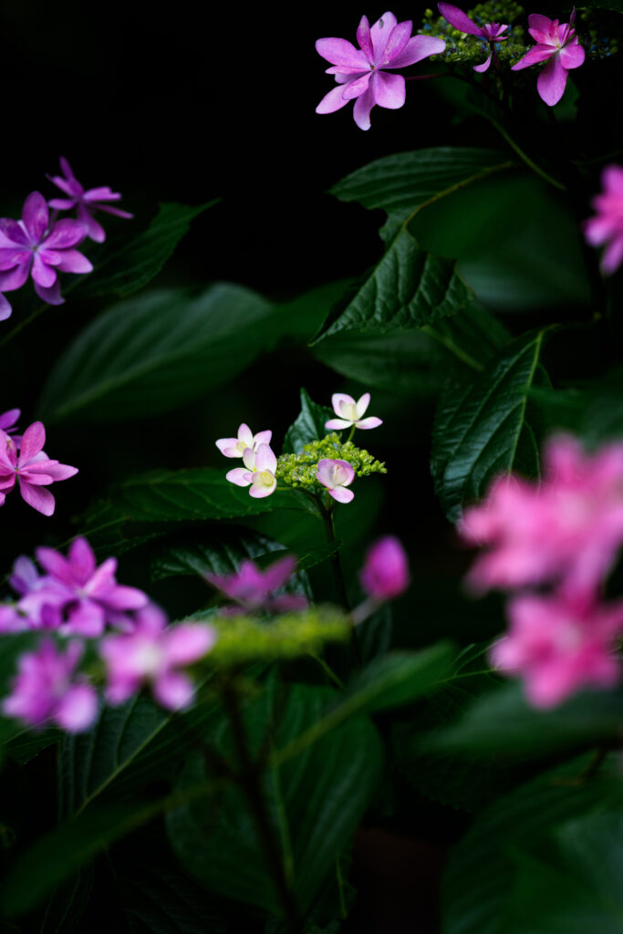 135mm単焦点で撮影した紫陽花