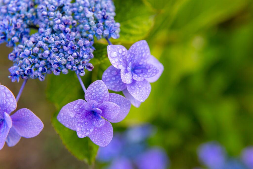 紫陽花