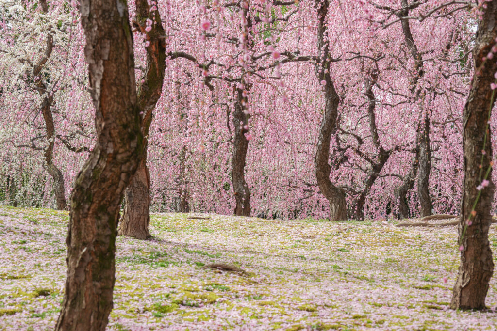 SIGMA 16-300mm F3.5-6.7 DC DNの作例
