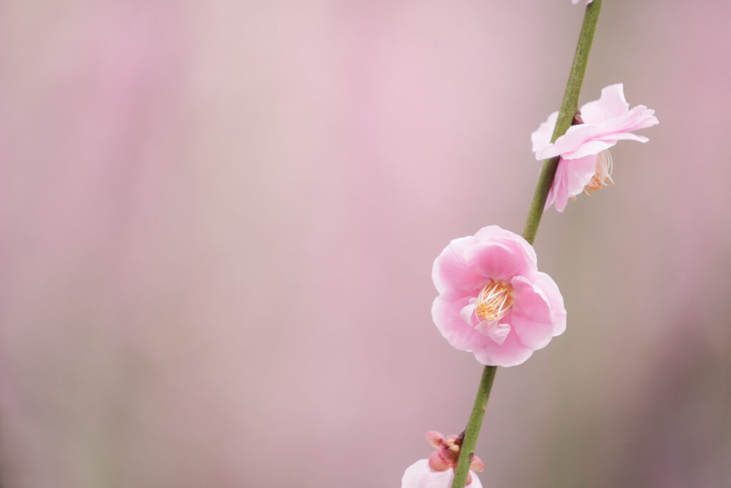 SIGMA 16-300mm F3.5-6.7 DC DNの作例