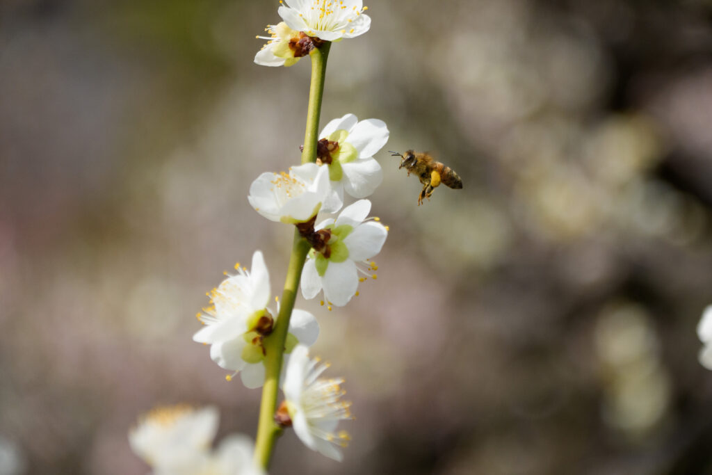 SIGMA 16-300mm F3.5-6.7 DC DNの作例