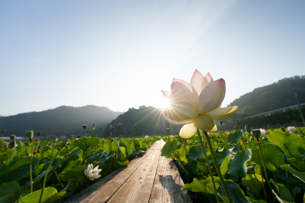 広角で撮ったハスの花