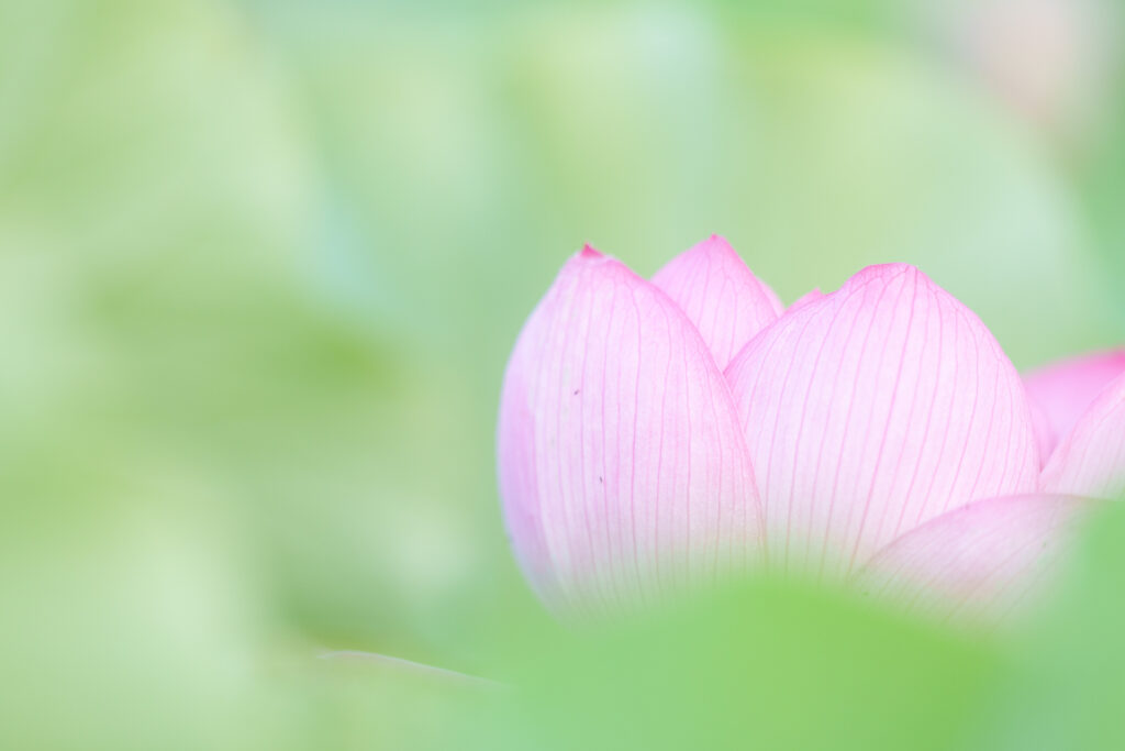 望遠で撮ったハスの写真