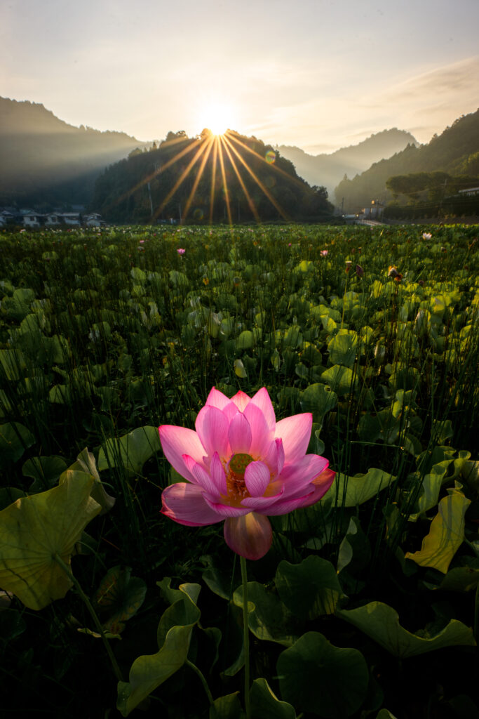 広角で撮ったハスの花