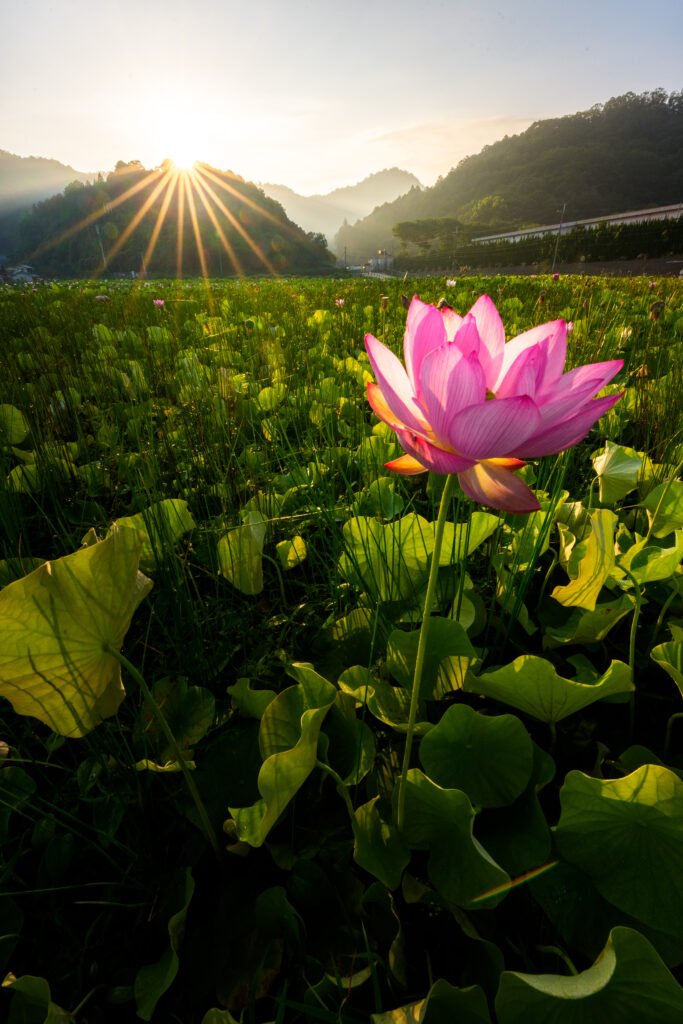 広角で撮ったハスの花