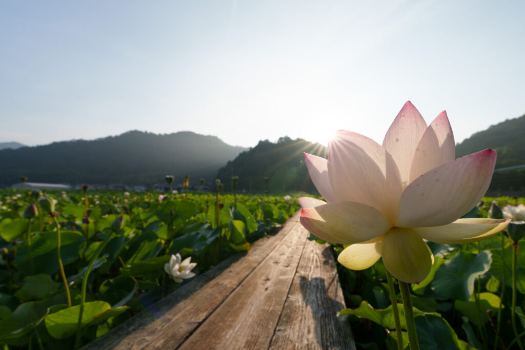 広角で撮ったハスの花