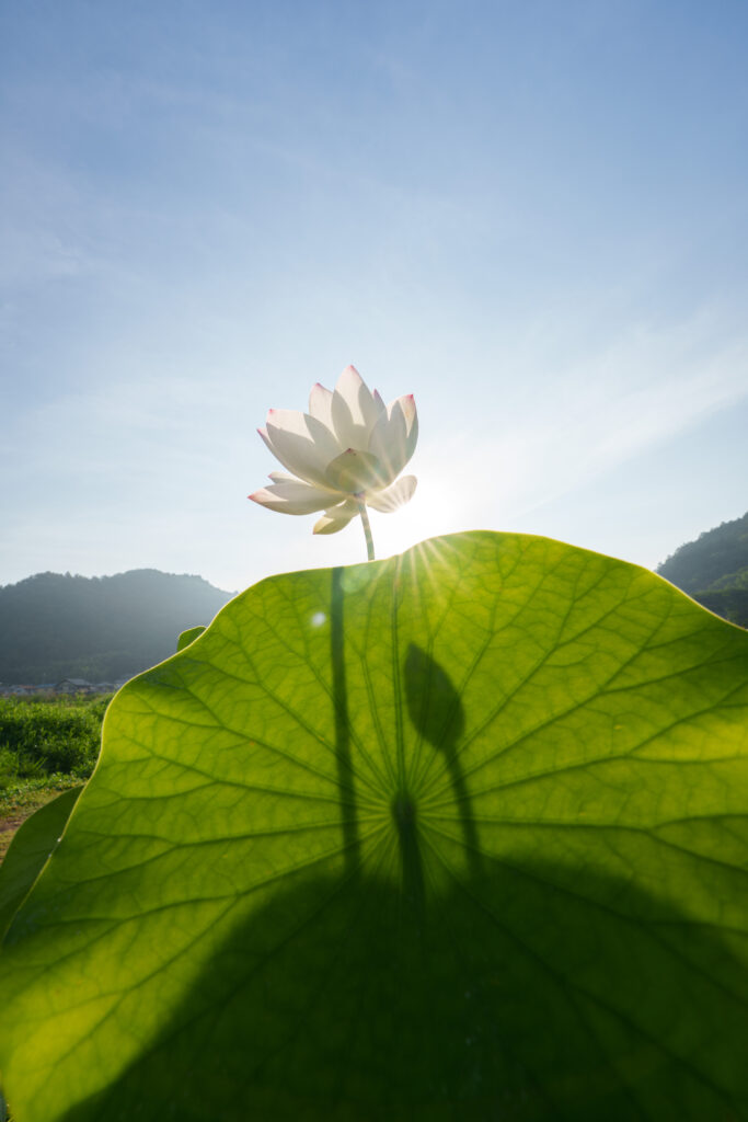 広角で撮ったハスの花
