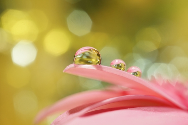 マクロレンズで撮影した花写真。水滴が大きく写っている。