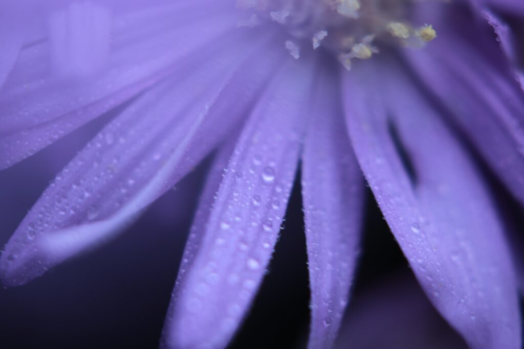 マクロレンズで撮影した花写真