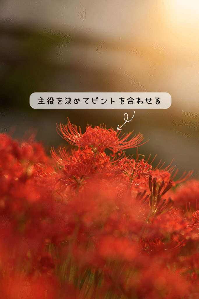 夕日を浴びる彼岸花。