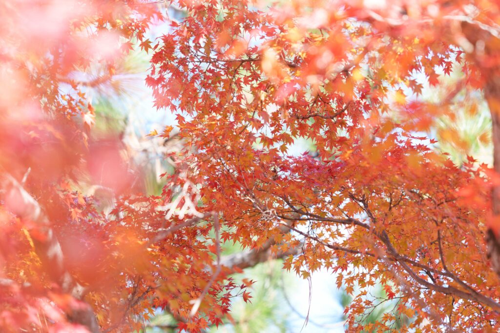 紅葉をしたから見上げて撮影。まるで紅葉のトンネルのよう。
