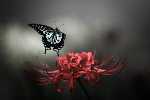 彼岸花とアゲハチョウ