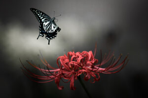 彼岸花とアゲハチョウ